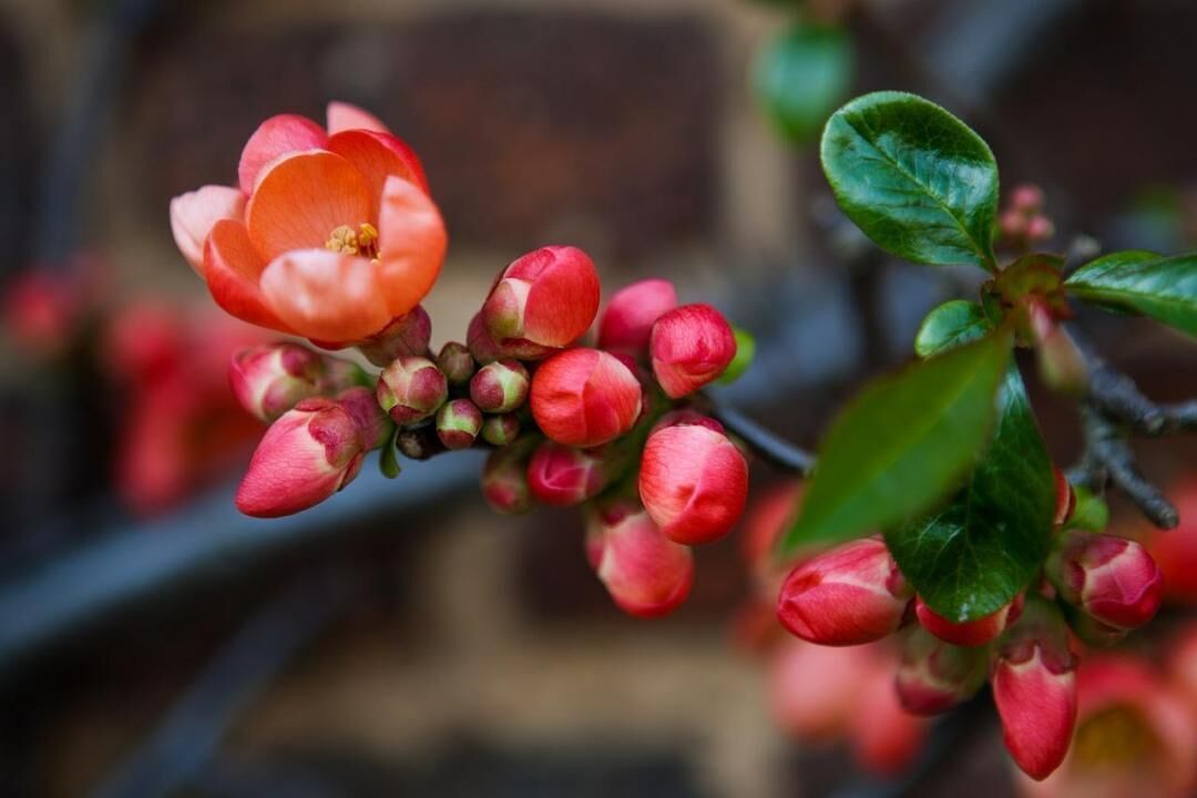 47 plants that begin to bloom in March
